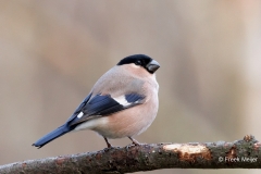 Goudvink-60_Eurasian-Bullfinch_Pyrrhula-pyrrhula_P5A4881