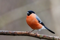 Goudvink-61_Eurasian-Bullfinch_Pyrrhula-pyrrhula_P5A4890