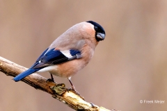 Goudvink-62_Eurasian-Bullfinch_Pyrrhula-pyrrhula_P5A4901