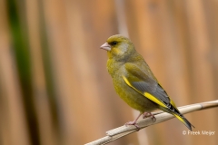 Groenling-25_European-Greenfinch_Chloris-chloris_11I3090