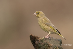 Groenling-26_European-Greenfinch_Chloris-chloris_11I5154