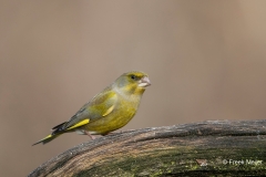 Groenling-27_European-Greenfinch_Chloris-chloris_11I8662