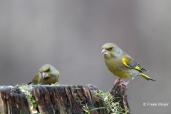 Groenling-28_European-Greenfinch_Chloris-chloris_11I8772