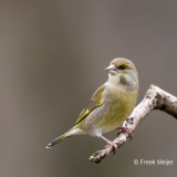 Groenling-29_European-Greenfinch_Chloris-chloris_AD9A1153