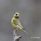 Groenling-30_European-Greenfinch_Chloris-chloris_AD9A1258