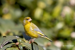 Groenling-31_European-Greenfinch_Chloris-chloris_AD9A1887