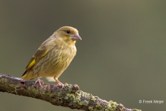 Groenling-32_European-Greenfinch_Chloris-chloris_E8A1363