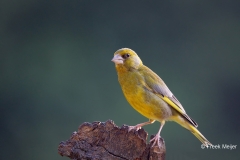 Groenling-33_European-Greenfinch_Chloris-chloris_E8A1399