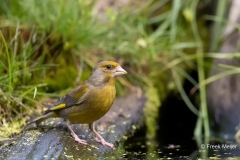 Groenling-34_European-Greenfinch_Chloris-chloris_AD9A3995