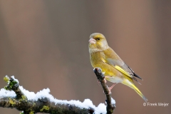 Groenling-36_European-Greenfinch_Chloris-chloris_E8A2954