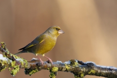 Groenling-37_European-Greenfinch_Chloris-chloris_E8A3035