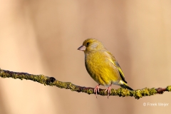 Groenling-38_European-Greenfinch_Chloris-chloris_E8A3046