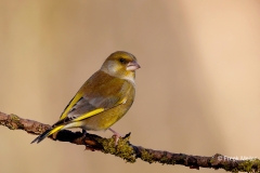 Groenling-39_European-Greenfinch_Chloris-chloris_E8A3059