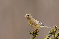 Groenling-40_European-Greenfinch_Chloris-chloris_E8A4146