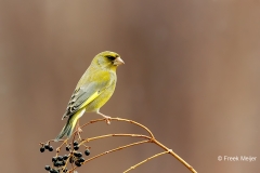 Groenling-41_European-Greenfinch_Chloris-chloris_E8A4285