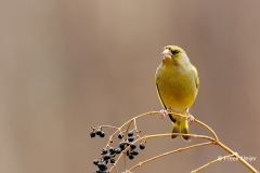 Groenling-42_European-Greenfinch_Chloris-chloris_E8A4288