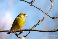 Groenling-43_European-Greenfinch_Chloris-chloris_P5A9964