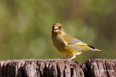 Groenling-44_European-Greenfinch_Chloris-chloris_P5A0582