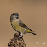 Grote-Kruisbek-01_Parrot-Crossbill_Loxia-pytyopsittacus_BZ4T0001