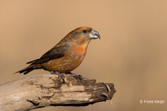 Grote-Kruisbek-03_Parrot-Crossbill_Loxia-pytyopsittacus_BZ4T0026