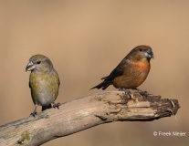 Grote-Kruisbek-04_Parrot-Crossbill_Loxia-pytyopsittacus_BZ4T0029