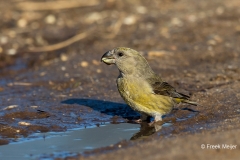 Grote-Kruisbek-05_Parrot-Crossbill_Loxia-pytyopsittacus_BZ4T0047