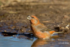 Grote-Kruisbek-06_Parrot-Crossbill_Loxia-pytyopsittacus_BZ4T9874