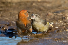 Grote-Kruisbek-07_Parrot-Crossbill_Loxia-pytyopsittacus_BZ4T9891