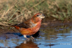 Grote-Kruisbek-08_Parrot-Crossbill_Loxia-pytyopsittacus_BZ4T9957