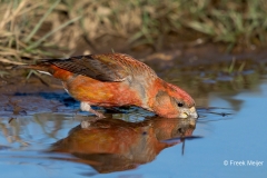 Grote-Kruisbek-09_Parrot-Crossbill_Loxia-pytyopsittacus_BZ4T9976