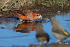 Grote-Kruisbek-10_Parrot-Crossbill_Loxia-pytyopsittacus_BZ4T9978