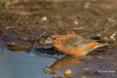 Grote-Kruisbek-12_Parrot-Crossbill_Loxia-pytyopsittacus_BZ4T9882