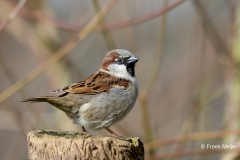 Huismus-01_House-Sparrow_Passer-domesticus_Z4T9004