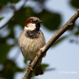 Huismus-02_House-Sparrow_Passer-domesticus_49C7898_1