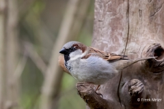 Huismus-03_House-Sparrow_Passer-domesticus_11I0853