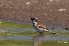 Huismus-04_House-Sparrow_Passer-domesticus_BZ4T2898