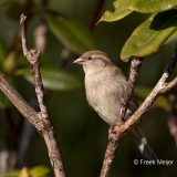 Huismus-05_House-Sparrow_Passer-domesticus_11I6807