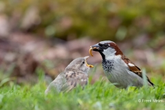 Huismus-06_House-Sparrow_Passer-domesticus_11I8454