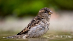 Huismus-07_House-Sparrow_Passer-domesticus_11I1482