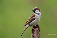 Huismus-08_House-Sparrow_Passer-domesticus_11I3254