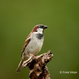 Huismus-09_House-Sparrow_Passer-domesticus_11I7842