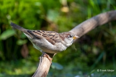 Huismus-10_House-Sparrow_Passer-domesticus_11I8095