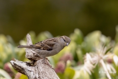 Huismus-12_House-Sparrow_Passer-domesticus_AD9A1186