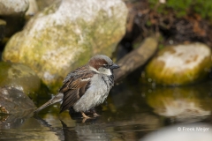 Huismus-13_House-Sparrow_Passer-domesticus_AD9A1365