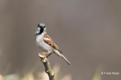 Huismus-15_House-Sparrow_Passer-domesticus_AD9A1857