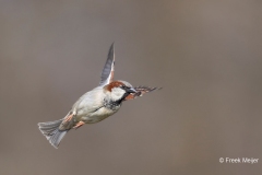 Huismus-16_House-Sparrow_Passer-domesticus_AD9A1859