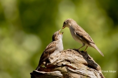 Huismus-16_House-Sparrow_Passer-domesticus_AD9A2857