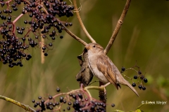 Huismus-17_House-Sparrow_Passer-domesticus_AD9A4274