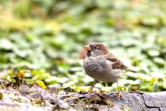 Huismus-18_House-Sparrow_Passer-domesticus_D9A4680