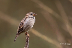 Huismus-19_House-Sparrow_Passer-domesticus_D9A4742